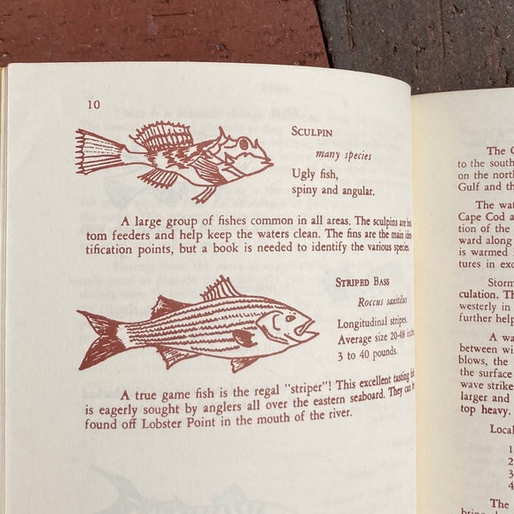 1971 Marginal Way Guide To Natural History Of Seacoast Area Maine New England - Picture 2 of 12